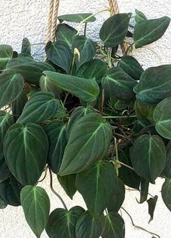 Philendron mikans 