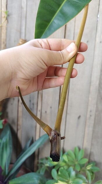 Diğer Philodendron bilietii çelik