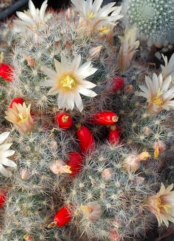 Kaktüs Mammillaria prolifera 