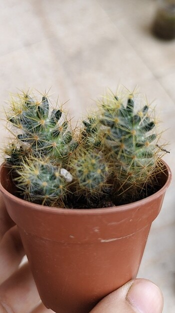 Diğer Kaktüs Mammillaria prolifera 