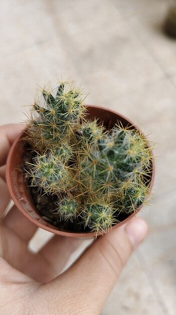  Beden yeşil Renk Kaktüs Mammillaria prolifera 
