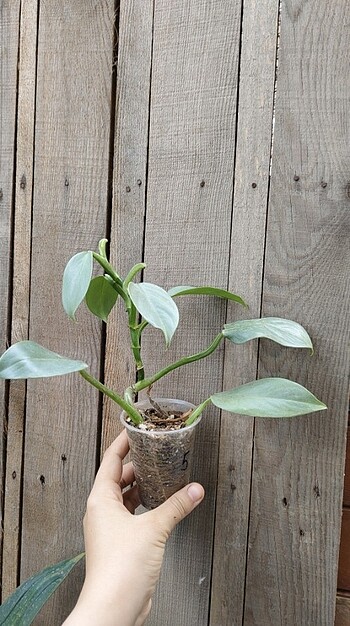 Diğer Philodendron silver sword 