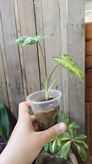 Diğer syngonium podophyllum white butterfly (melek kanadı ok başı sarm
