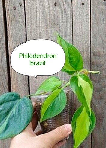 Philodendron brazil 