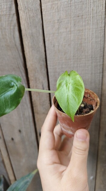 Diğer alocasia macrorrhiza regal shield