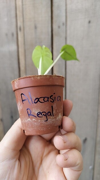  Beden alocasia macrorrhiza regal shield