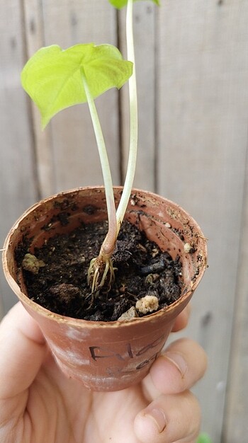  Beden yeşil Renk alocasia macrorrhiza regal shield