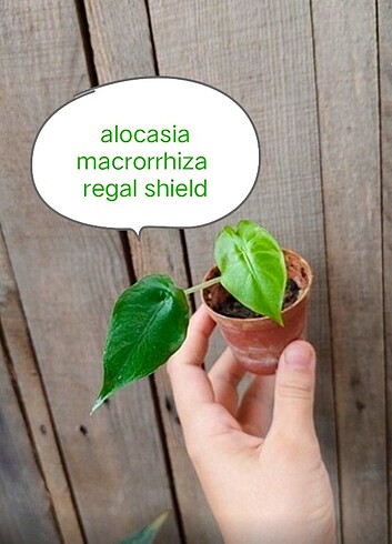 alocasia macrorrhiza regal shield