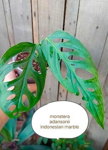 monstera adansonii indonesian marble