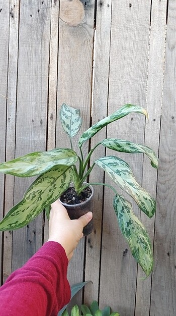 Diğer Aglaonema (çin herdemyeşili)