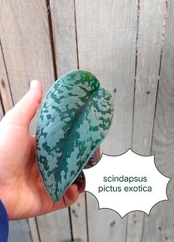 Scindapsus pictus egzotica 