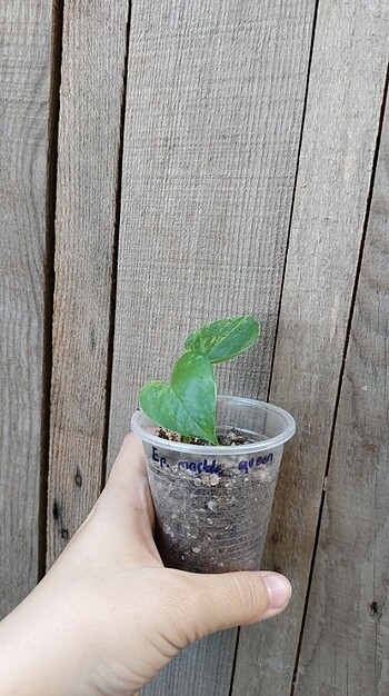  Beden epipremnum marble queen