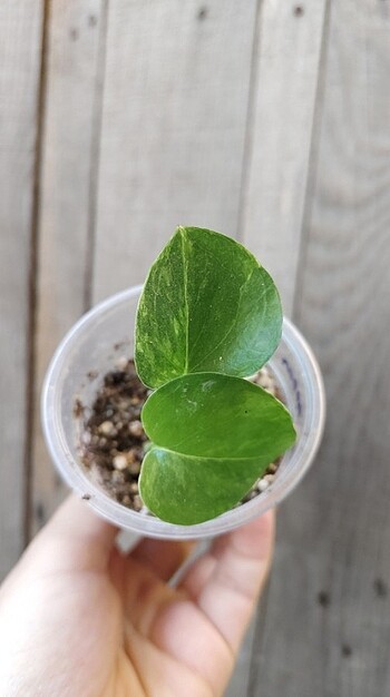  Beden yeşil Renk epipremnum marble queen