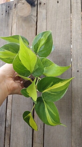 Diğer philodendron brasil