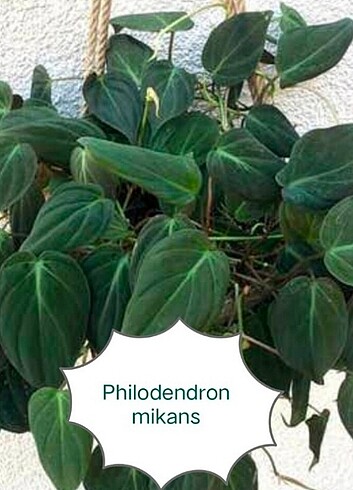 Philodendron mikans 