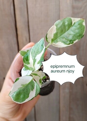 epipremnum aureum njoy