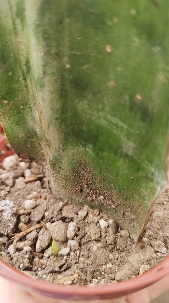 Beden yeşil Renk sansevieria paşa kılıcı