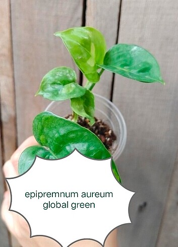 epipremnum aureum global green