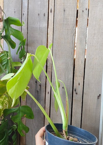 Beden yeşil Renk monstera deliciosa albo varigate