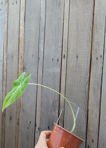 Çiçek Alocasia fraydek
