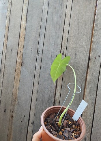 Beden Alocasia fraydek
