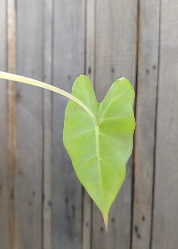 Beden yeşil Renk Alocasia fraydek