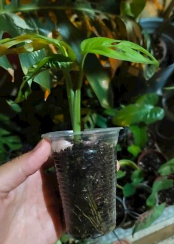 Çiçek monstera adonsoni