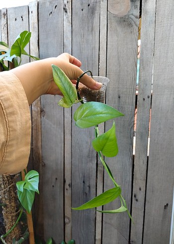 Beden philodendron cebu blue