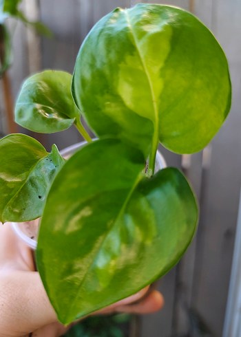 epipremnum aureum global green