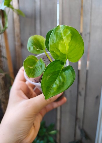 Beden epipremnum aureum global green