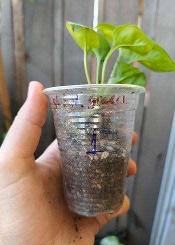Beden yeşil Renk epipremnum aureum global green