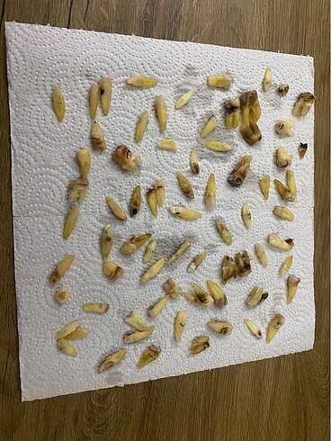 Beden Diş malzemesi