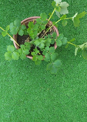 kırlangıç otu - Görsel 2