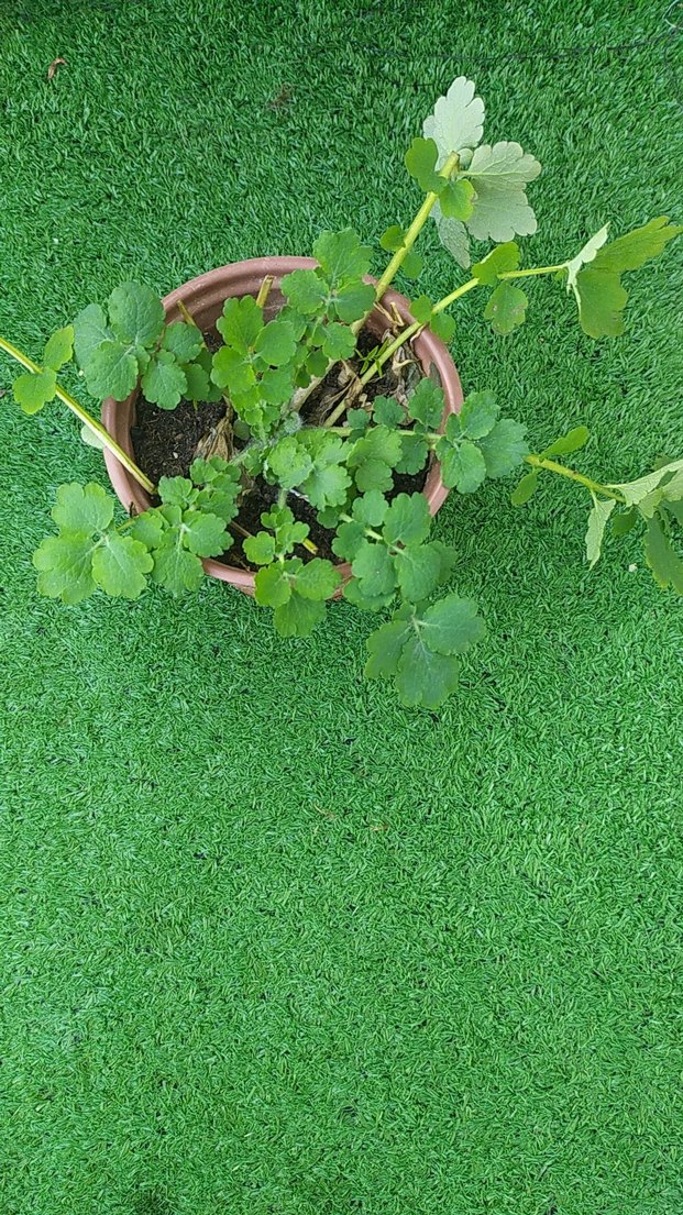 kırlangıç otu - Görsel 2