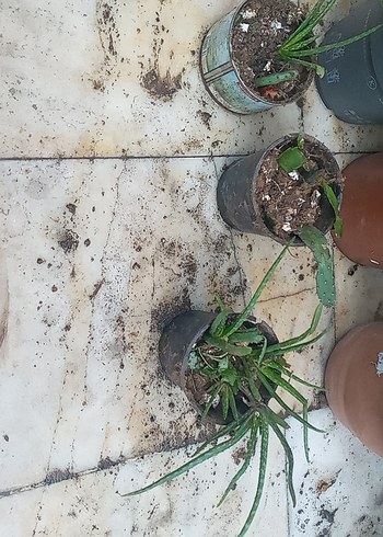 Beden Gri Saksılarda Yeşil Bitkiler