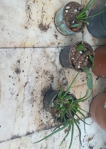 Ikea Gri Saksılarda Yeşil Bitkiler