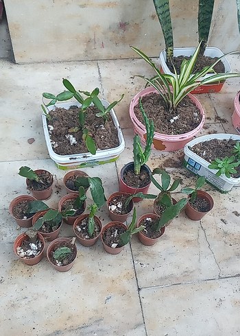 Renkli küçük bahçe bitkileri seti