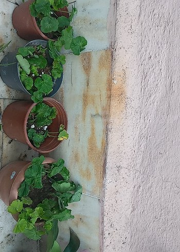 Beden Koyu Yeşil Saksı Çeşitleri