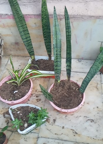 Beden Pastel Pembe Saksıda Yeşil Ev Bitkisi