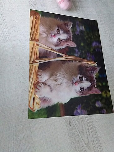 Diğer 3d kedi posteri