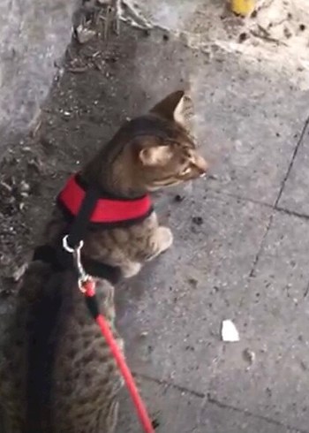 Kedi Göğüs Tasması ve Gezdirme İpi
