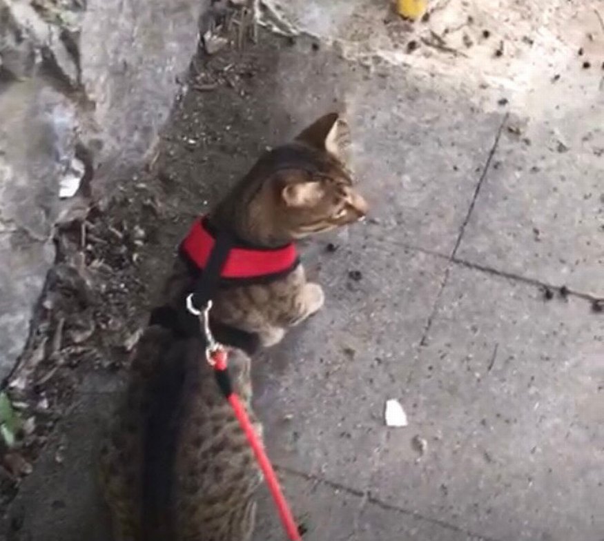 Kedi Göğüs Tasması ve Gezdirme İpi - Görsel 2
