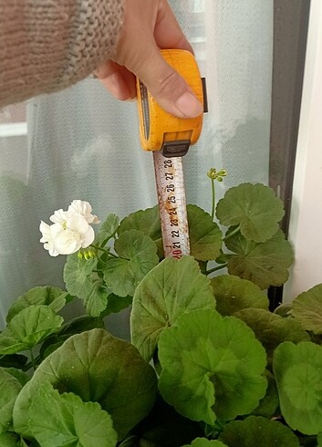 Diğer Top sardunya 