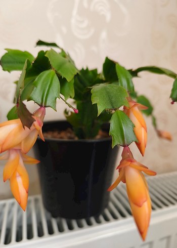 ev çiöeği - Görsel 7