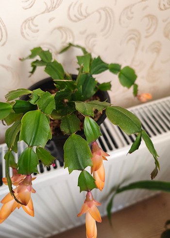 ev çiöeği - Görsel 6