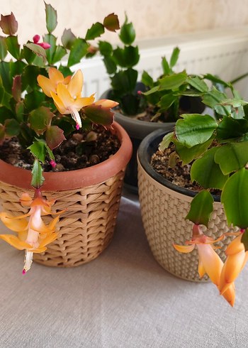 ev çiöeği - Görsel 5