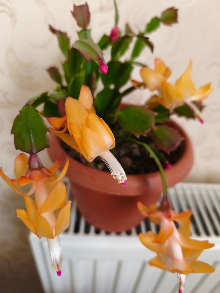 ev çiöeği - Görsel 2