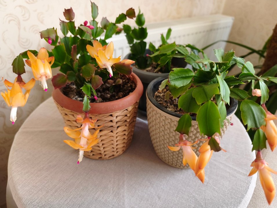 ev çiöeği - Görsel 5