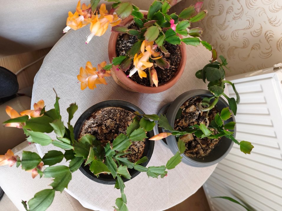 ev çiöeği - Görsel 4