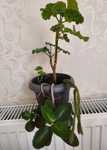 ev çiçeği - Görsel 3